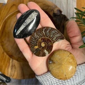 Fossil Stone Collection trio. Three piece fossil collection